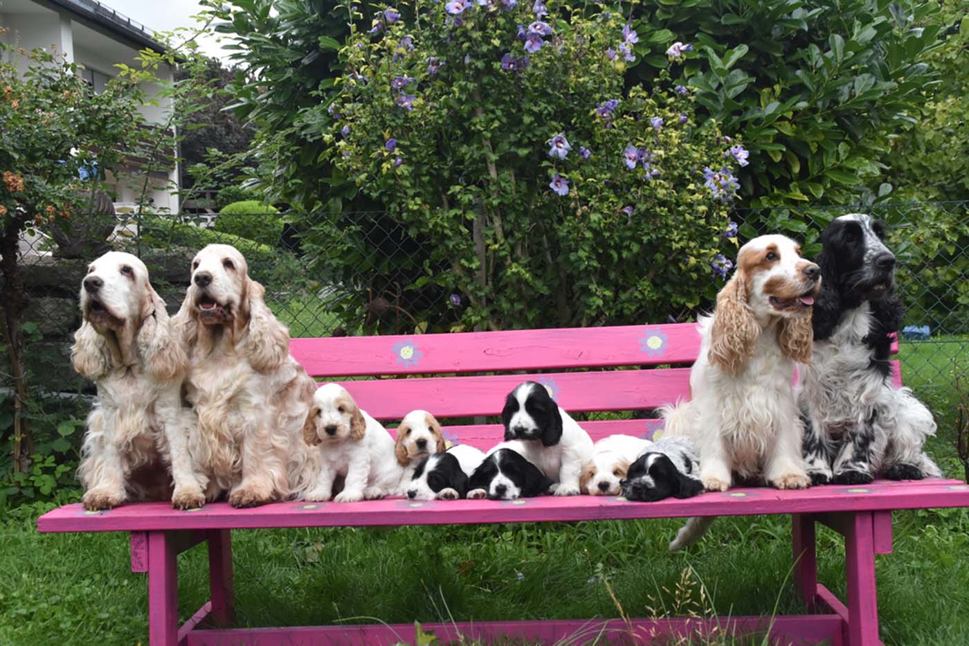 Unser A-Wurf, Mama, Papa, Oma und Uroma